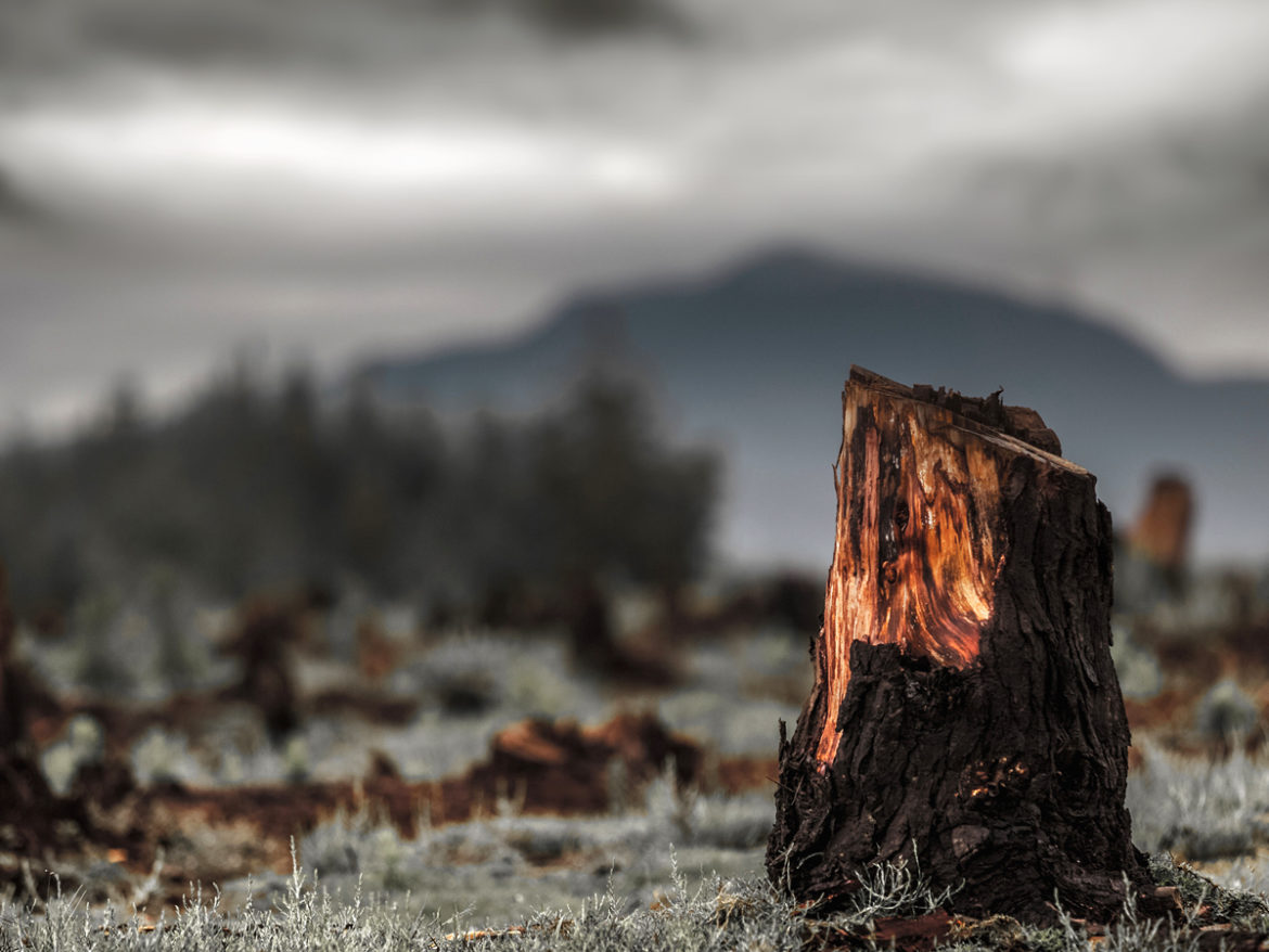 deforestacion