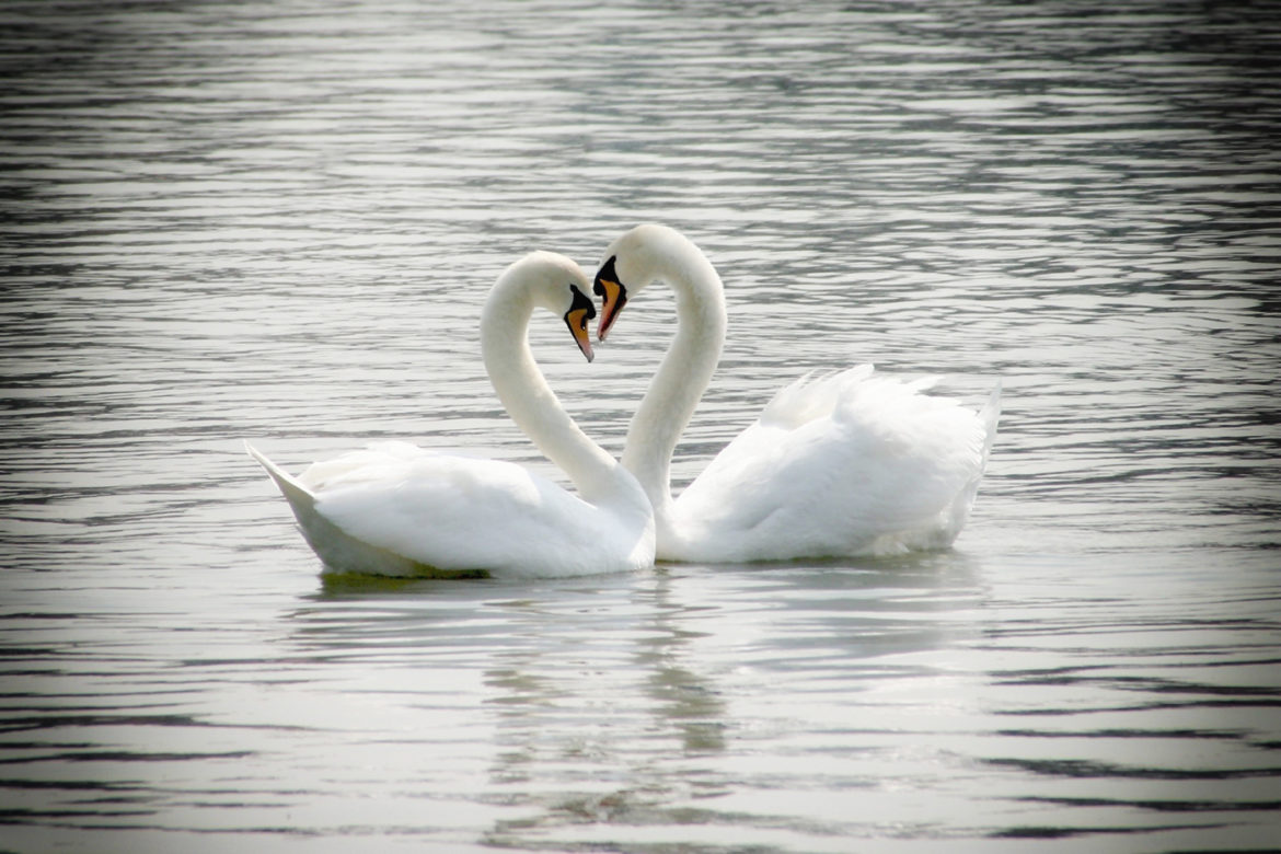 cisne cisne