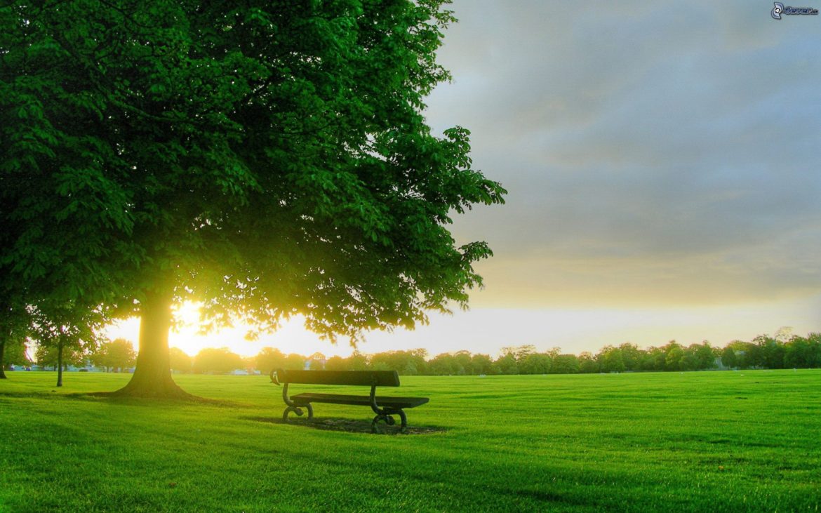 arbol